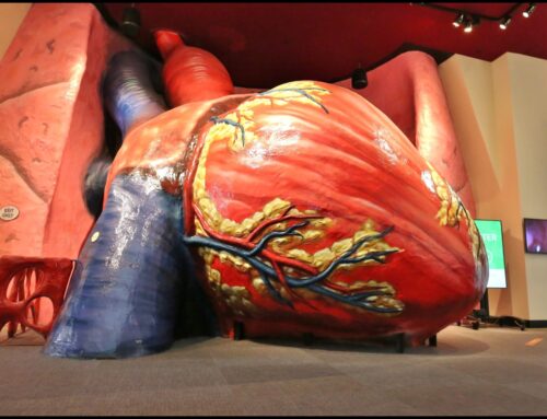 C. Erickson & Sons Brings “Body Odyssey” to Life at The Franklin Institute